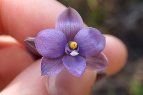Image of Thelymitra tholiformis by (c) Oscar Dove, some rights reserved (CC BY)