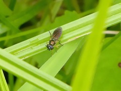 Pyrophaena granditarsis