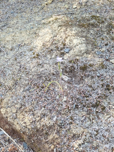 Image of Thelymitra tholiformis by (c) Oscar Dove, some rights reserved (CC BY)