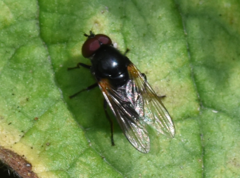 Cheilosia impressa