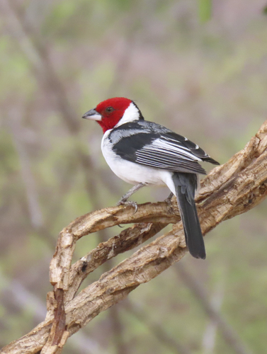 Red-cowled Cardinal