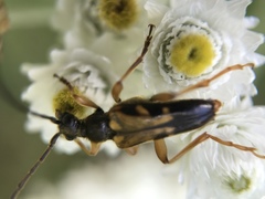 Xestoleptura