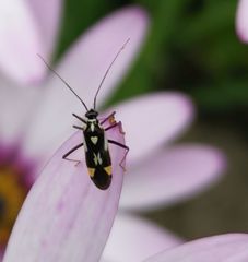 Grypocoris stysi