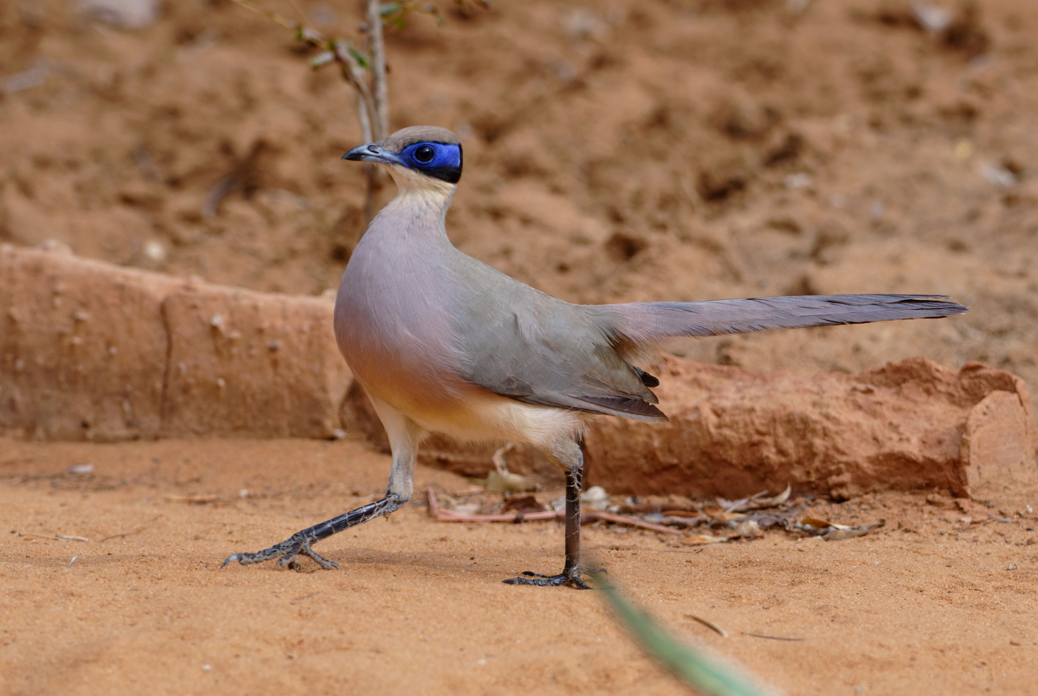 Red-capped Coua (Coua ruficeps), photo 8