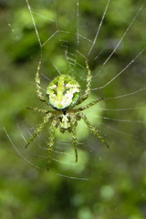 Cryptaranea atrihastula