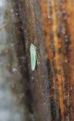 Syncharina argentina