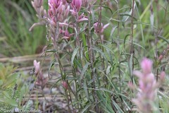 Castilleja raupii