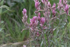 Castilleja raupii