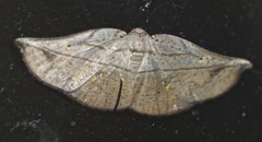 Xenomusa metallica