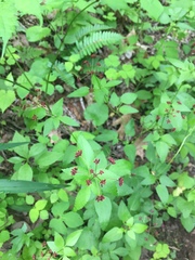 Thaspium trifoliatum trifoliatum