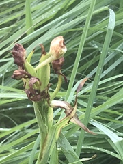 Platanthera praeclara