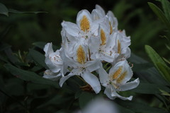 Rhododendron × hybridum