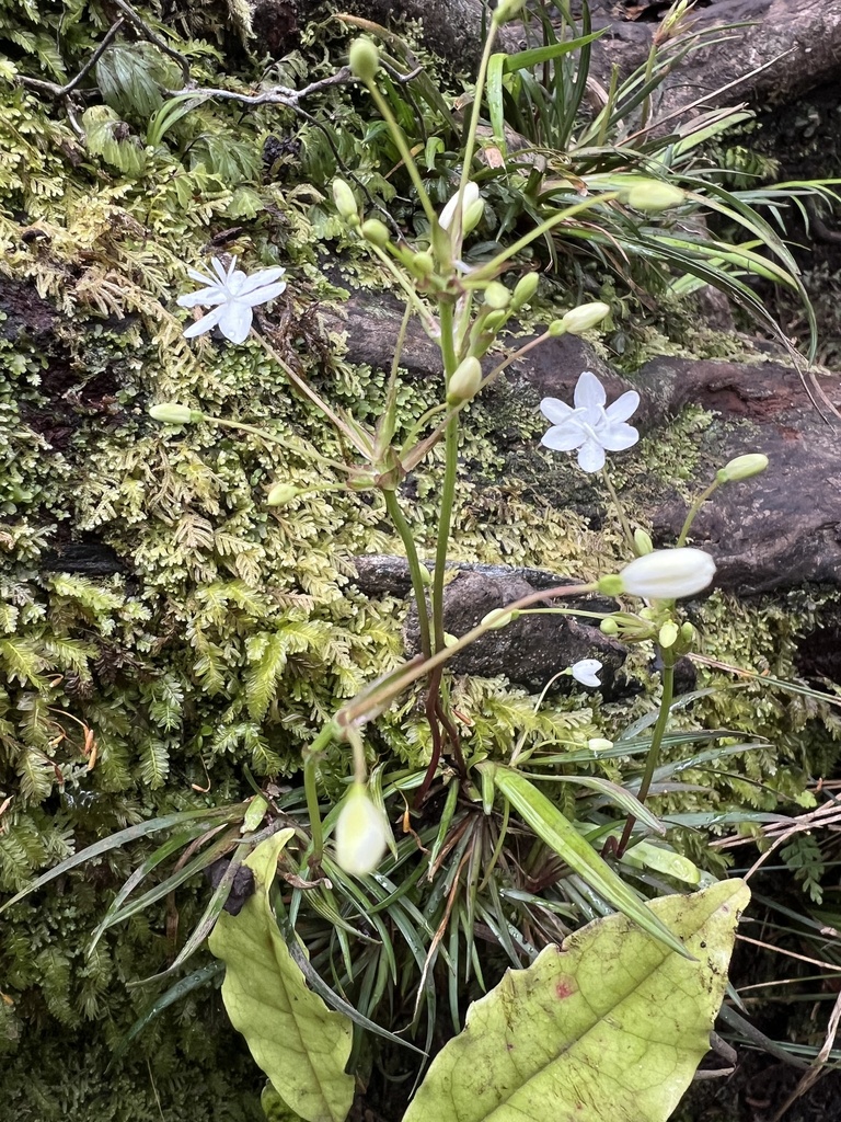 Libertia micrantha