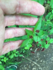 Thaspium trifoliatum trifoliatum