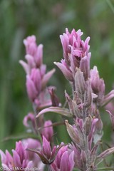Castilleja raupii