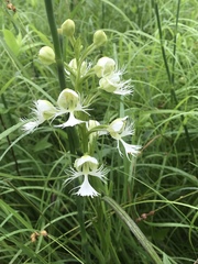 Platanthera praeclara
