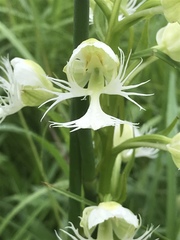 Platanthera praeclara
