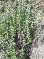 Senecio glastifolius