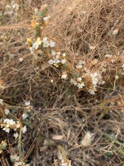 Cuscuta pacifica