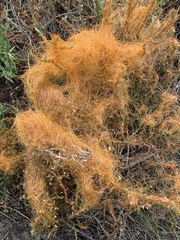 Cuscuta pacifica