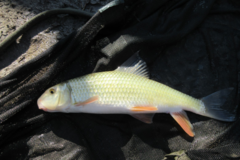 Moxostoma erythrurum