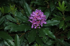 Rhododendron × hybridum