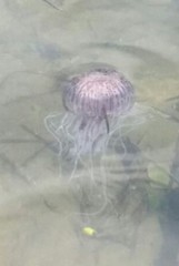 Chrysaora pentastoma