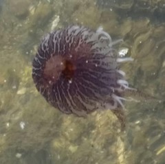 Chrysaora pentastoma