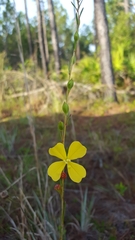 Ludwigia virgata