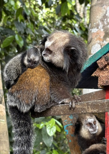 Wied's Marmoset