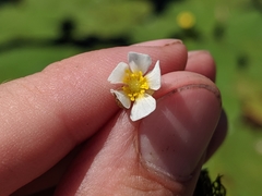 Ranunculus longirostris