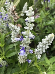 Salvia farinacea