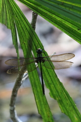 Gynacantha membranalis