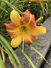 Hemerocallis
