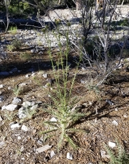 Cirsium eatonii clokeyi