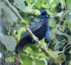 Cephalopterus ornatus