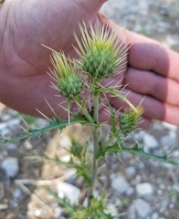 Cirsium eatonii clokeyi