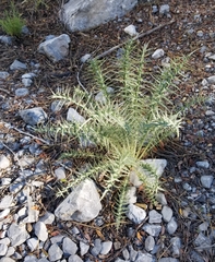 Cirsium eatonii clokeyi