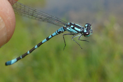 Coenagrion interrogatum