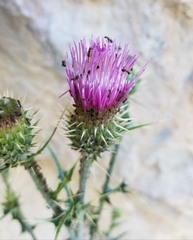 Cirsium eatonii clokeyi