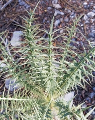 Cirsium eatonii clokeyi