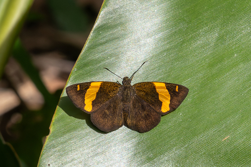 Celaenorrhinus cameroni