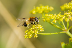 Leucozona lucorum