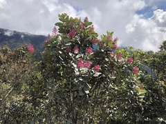 Oreocallis grandiflora