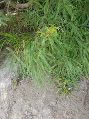 Sophora longicarinata