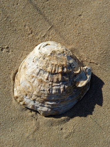 European Flat Oyster