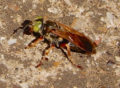 Tachytes distinctus
