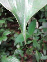 Costus plicatus