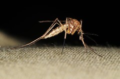 Aedes cinereus