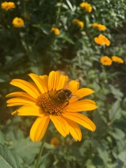 Bombus
